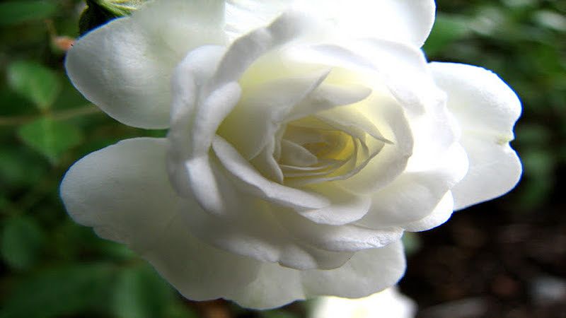 Hoa hồng tỉ muội màu trắng (hiếm)