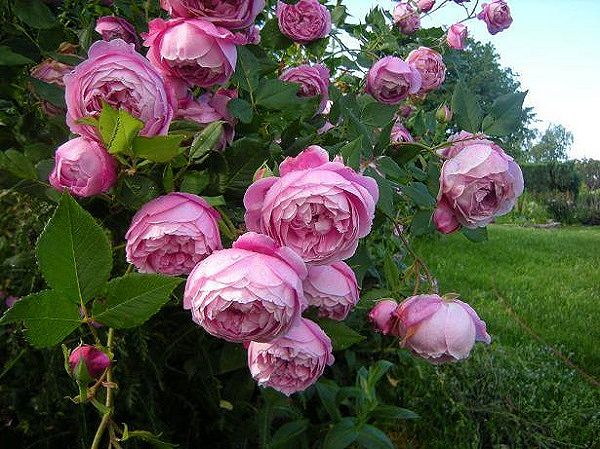 Hướng dẫn cách trồng và chăm sóc hoa hồng ngoại khi mới mua về