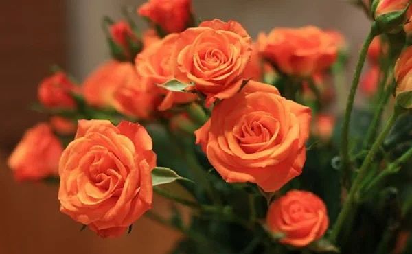 Hướng dẫn chi tiết cách trồng hoa hồng tỉ muội làm đẹp vườn nhà bạn