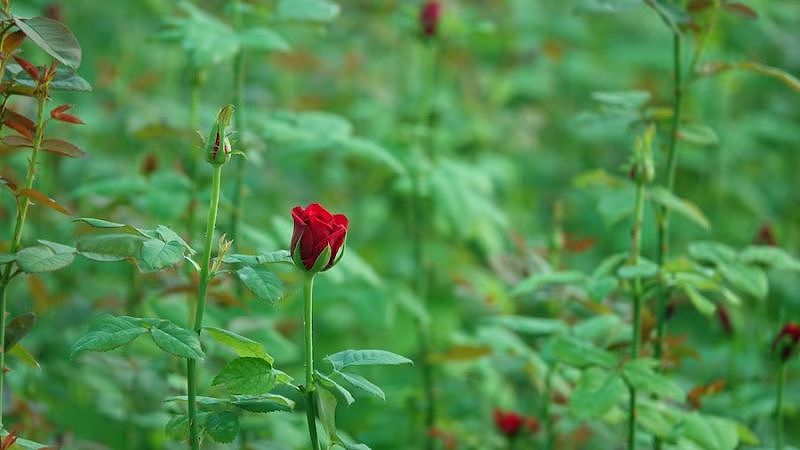 Lưu ý khi trồng và chăm sóc hoa hồng lửa